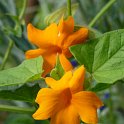 Thunbergia gregorii 'Mango' fleur